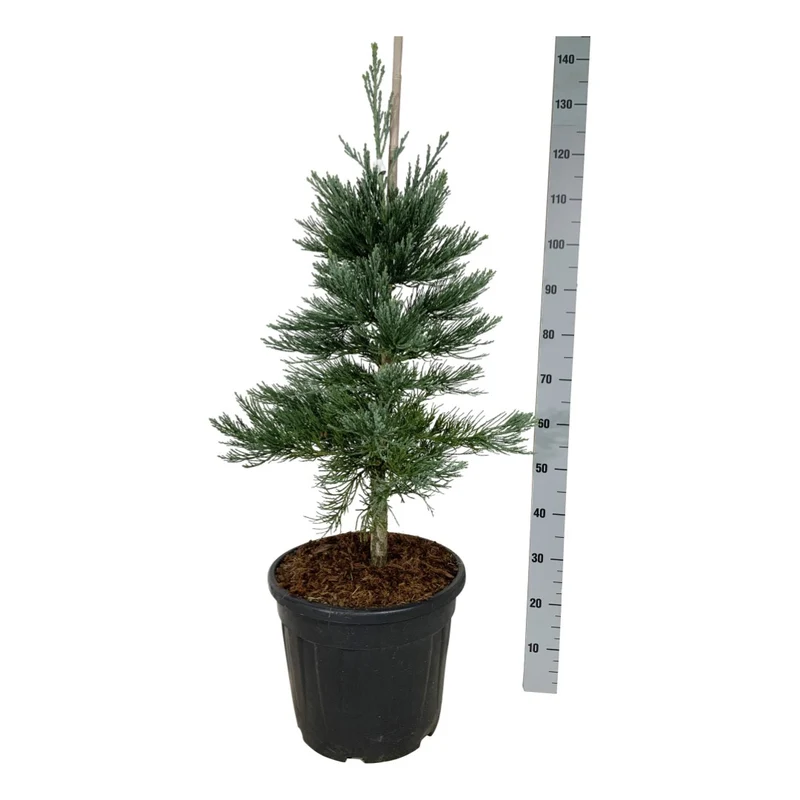 Sequoiadendron giganteum 'Glaucum' C30 (30 liters kruka) 80-100 cm EXTRA