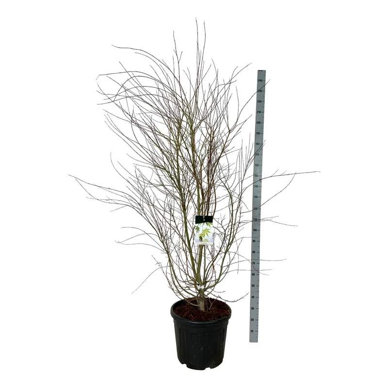 Acer palmatum C55 (55 liters kruka) 175-200 cm