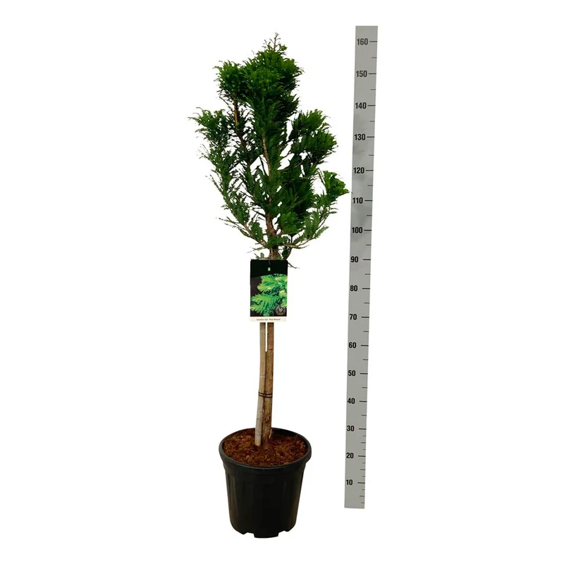 Taxodium distichum 'Peve Minaret' 60 cm stam C15 (15 liters kruka)