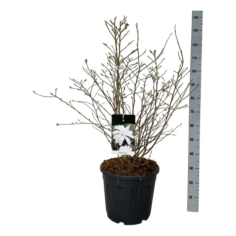 Magnolia stellata C30 (30 liters kruka) 80-100 cm Extra