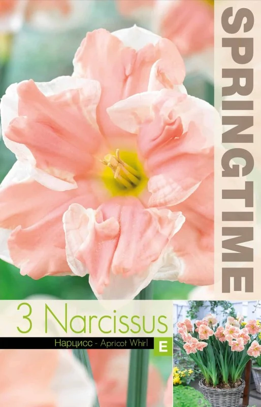 Stjärnnarciss 'Apricot Whirl' 3st