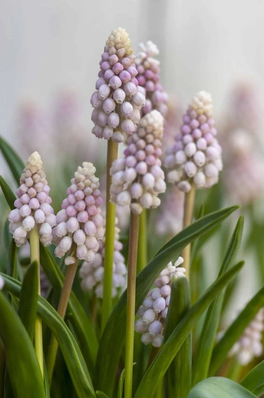 Pärlhyacint 'Pink Sunrise' 5st