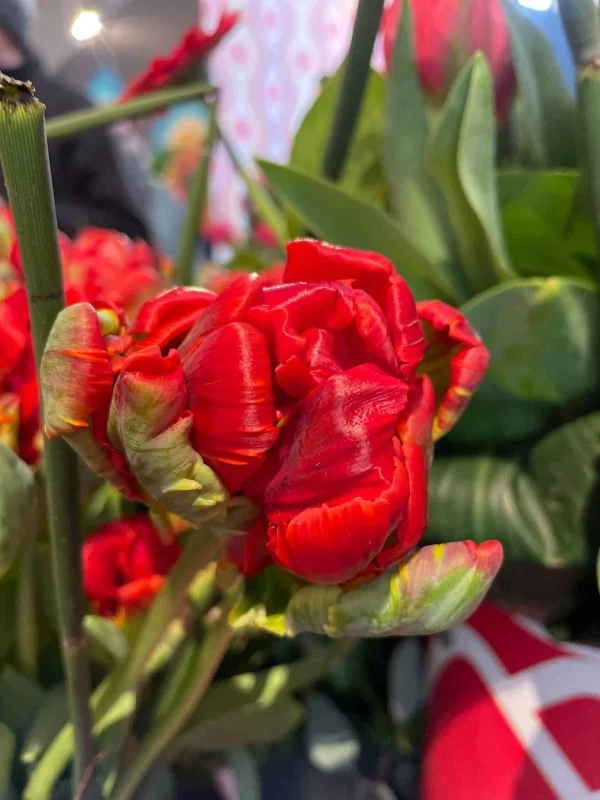 Papegojtulpan 'Rococo Double' 8st