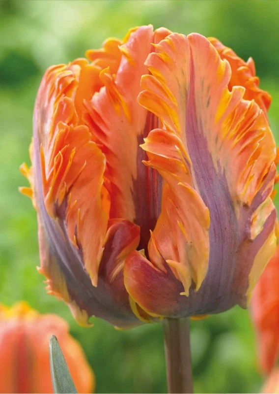Papegojtulpan 'Princess Irene Parrot' 8st