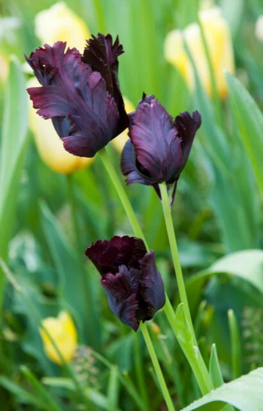 Papegojtulpan 'Black Parrot' 8st