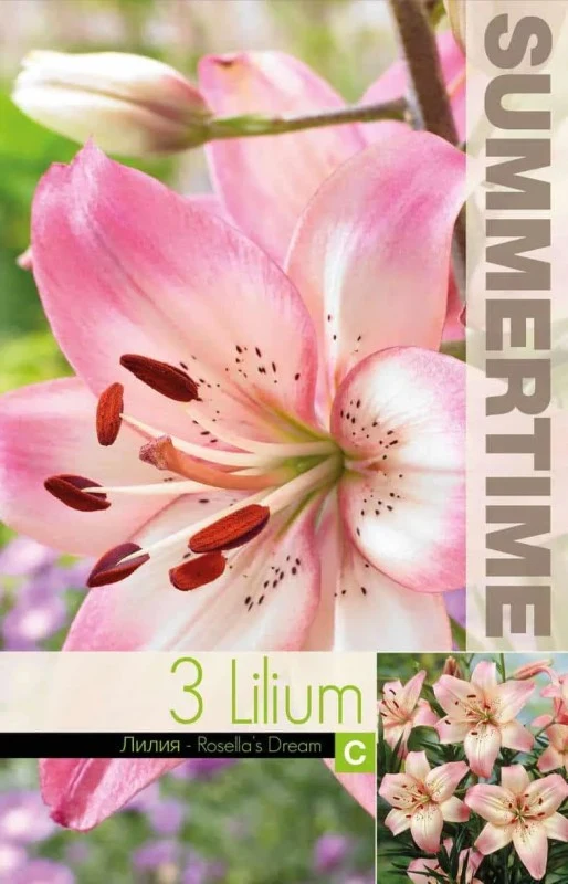 Asiatisk Lilja 'Rosella´s Dream' 3st