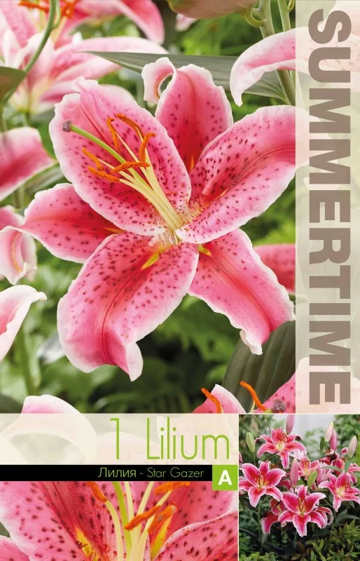 Orientalisk Lilja 'Stargazer' 1st