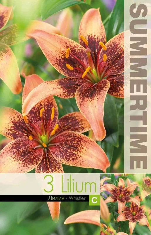 Asiatisk Lilja 'Whistler' 3st