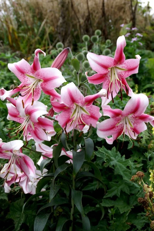 Orientalisk Lilja 'Anastasia' 1st