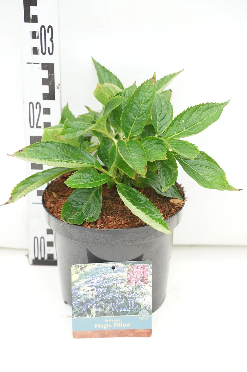 Hydrangea serr. 'Daredevil'® C3 (3 liters kruka) 25-30 cm