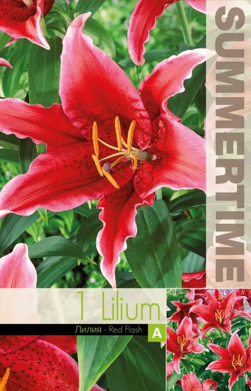 Orientalisk Lilja 'Red Flash' 1st