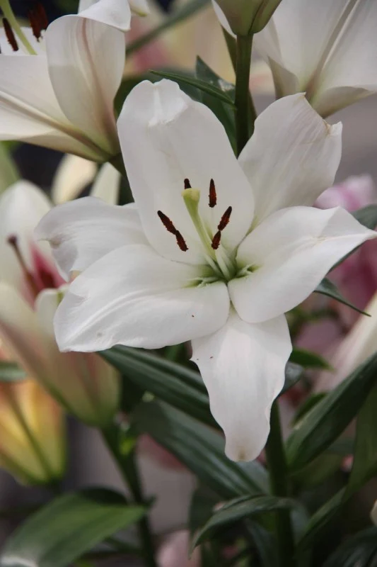 Asiatisk Lilja 'Kent' 3st