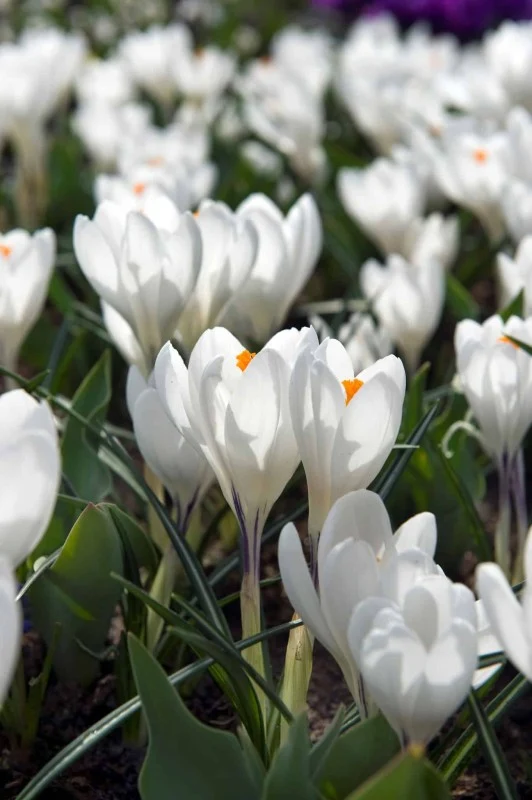 Krokus Storblommig 'Jeanne d'Arc' 12st