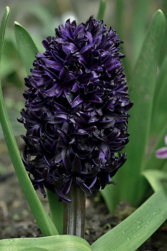 Hyacint 'Midnight Sky' 2st