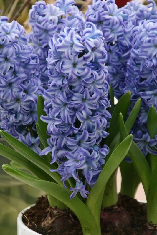 Hyacint 'Delft Blue' 5st