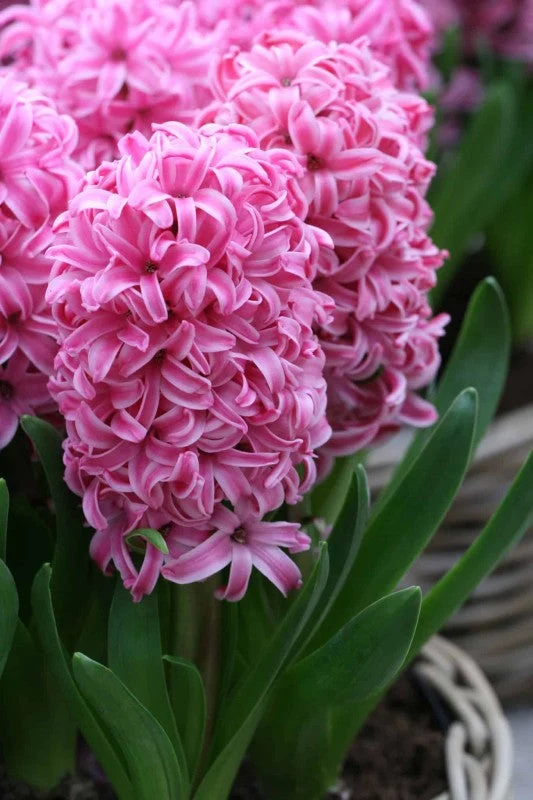 Hyacint 'Pink Pearl' 5st