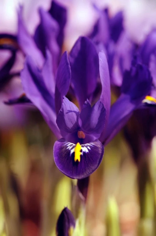 Holländsk Iris 'JS Dijt' 15st