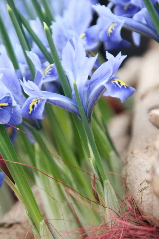 Holländsk Iris 'Alida' 15st