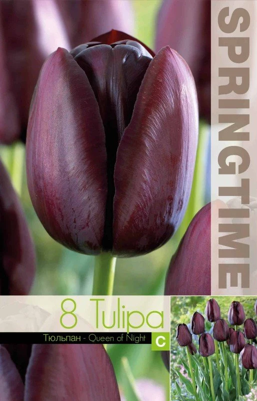 Enkel Sen Tulpan 'Queen of Night' 8st