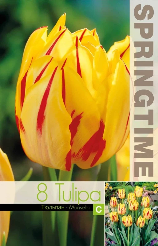 Dubbel Tidig Tulpan 'Monsella' 8st