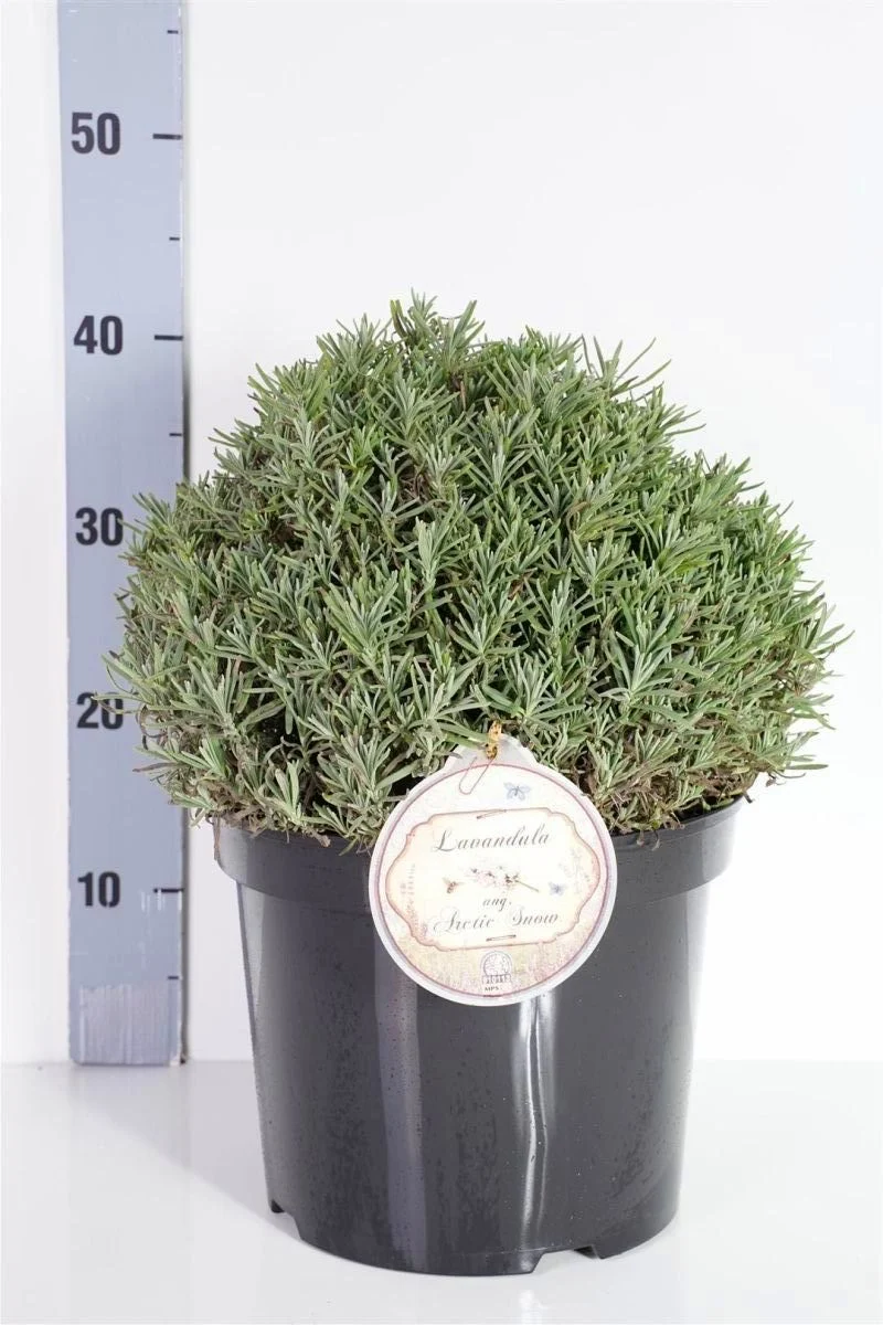 Lavandula angustifolia 'Arctic Snow' 12 cm kruka 15+ cm