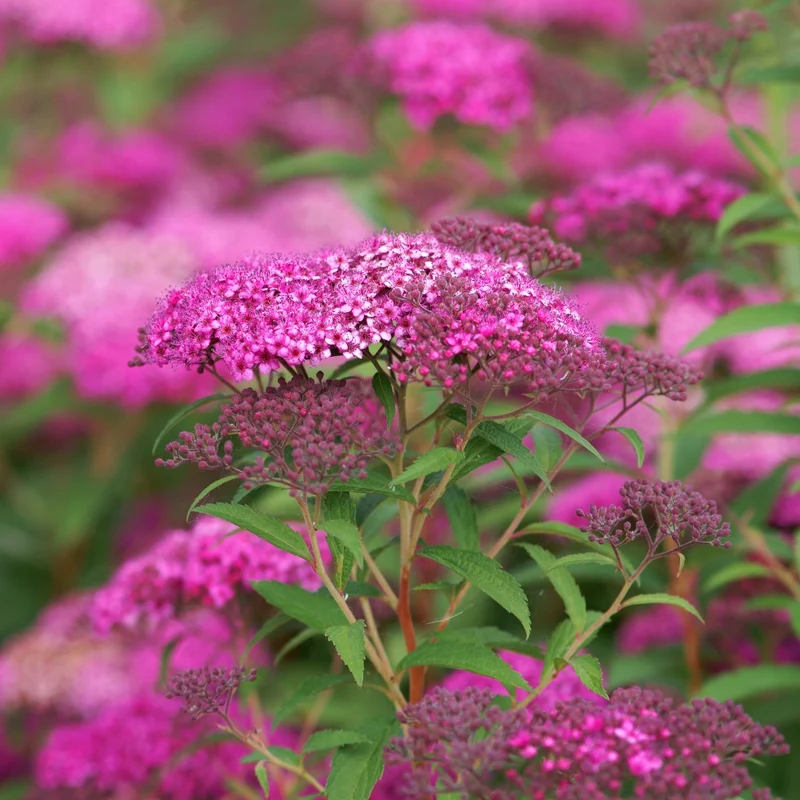 Praktspirea 'Little Princess' barrotad 10-pack 15-20cm