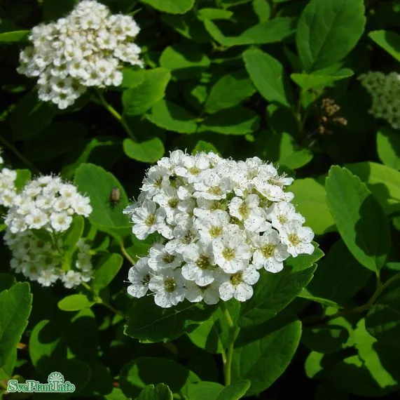 Björkspirea 10-p barrotad 15-30cm