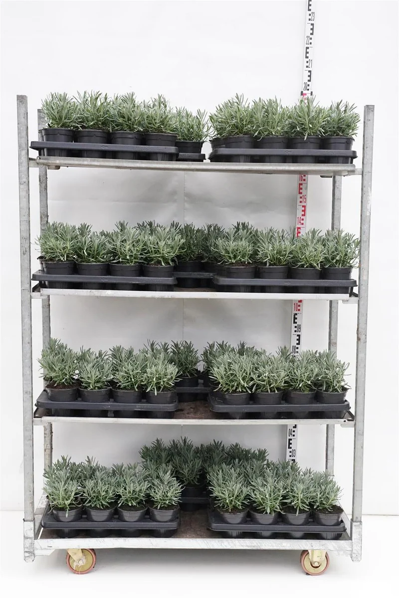 Lavandula int. 'Sensational'® C1,5 (1,5 liters kruka) 25+ cm