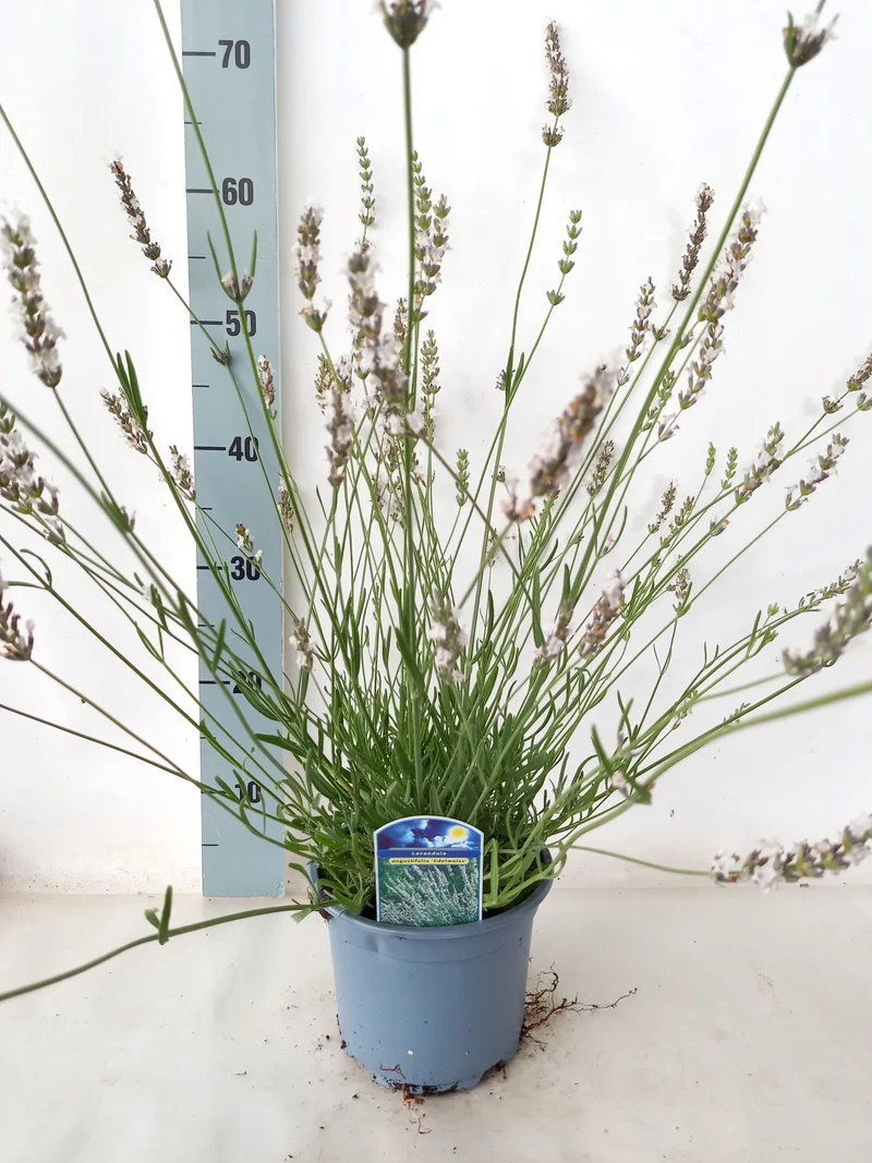 Lavandula int. 'Edelweiss' C2 (2 liters kruka / 17 cm kruka)