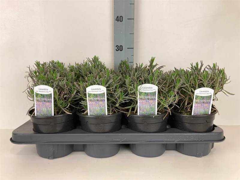 Lavandula int. 'Phenomenal'® C1 (1 liters kruka) 15-20 cm