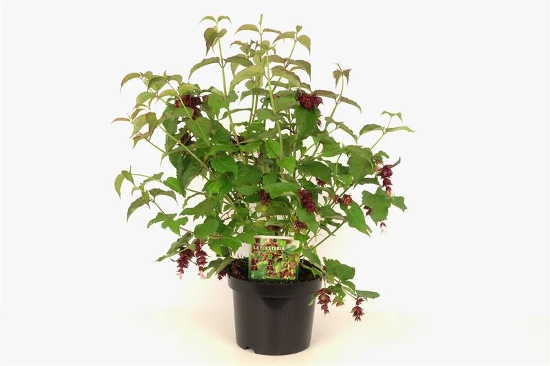 Leycesteria formosa 30-40 cm, C3 (3 liters kruka)