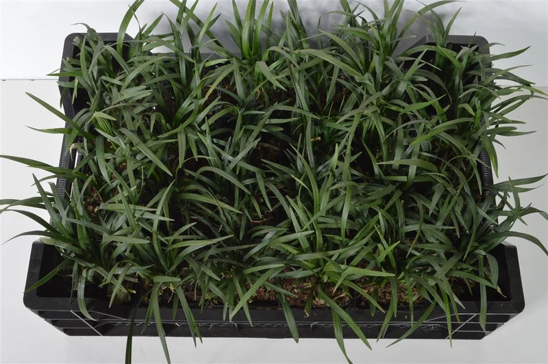 Liriope muscari 'Ingwersen' 9 cm kruka