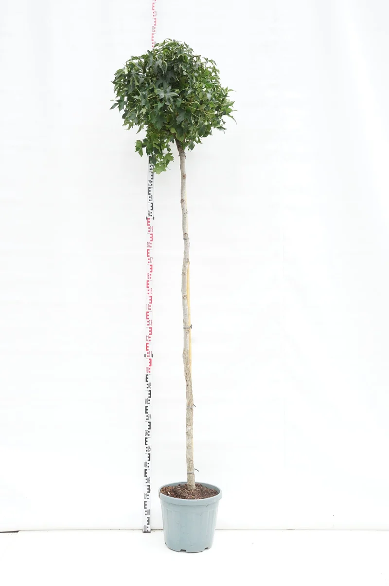 Liquidambar styraciflua 'Gum Ball' Stam 200 cm, Stamomfång 10-12 cm, C30 (30 liters kruka)