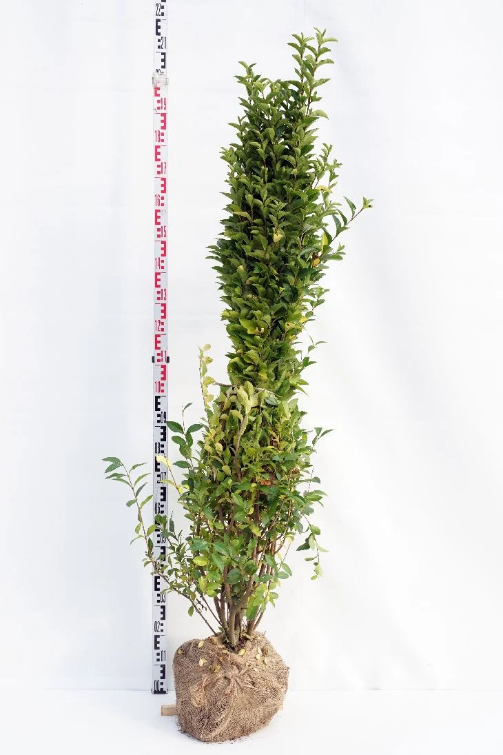 Ligustrum ovalifolium C5 (5 liters kruka) 60-80 cm