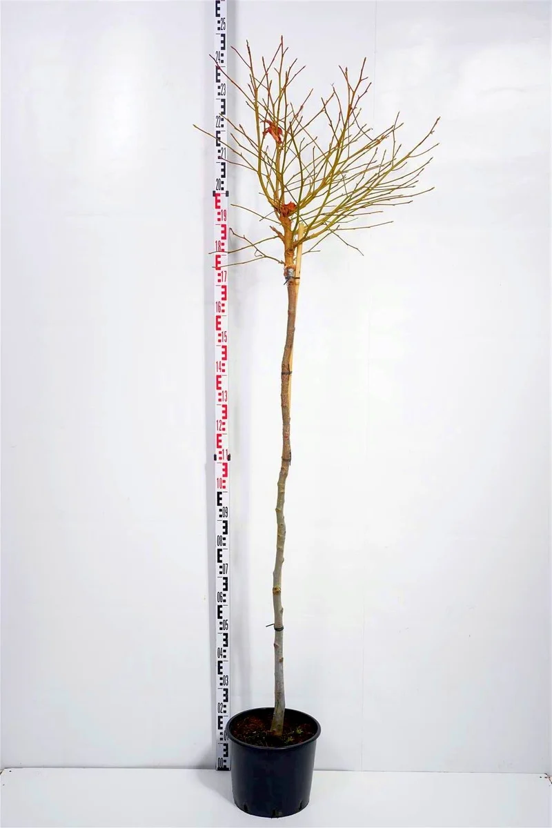 Liquidambar st. 'Gum Ball' stamträd 225 cm, 8-10 cm, C35 (35 liters kruka)