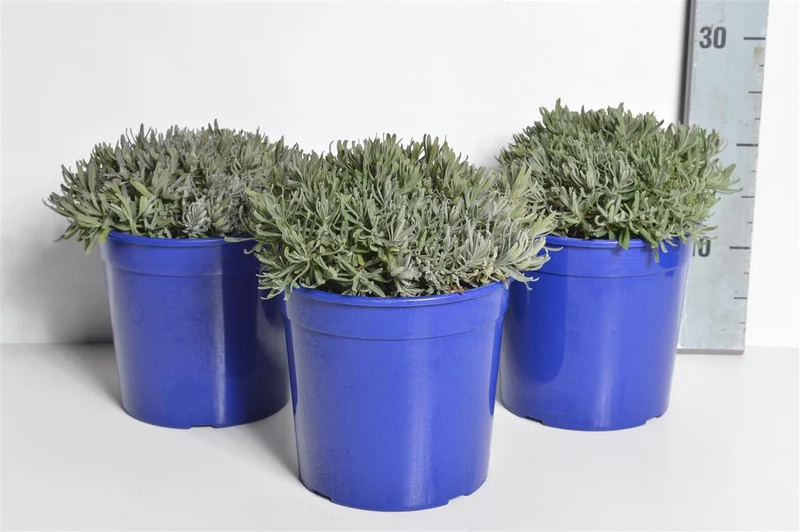 Lavandula angustifolia 'Hidcote' C2,5 (2,5 liters kruka) / 18 cm kruka