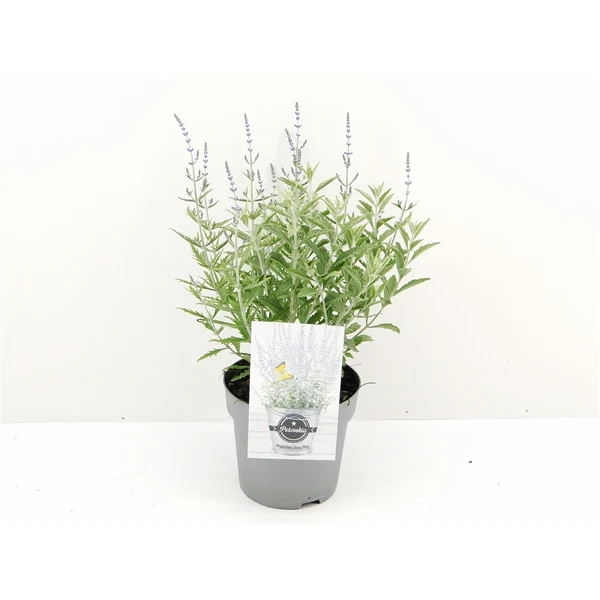Perovskia atripl. 'Silvery Blue' C3 (3 liters kruka) 30-40 cm