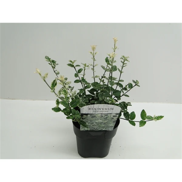 Euonymus fortunei 'Harlequin' C2 (2 liters kruka / 17 cm kruka)