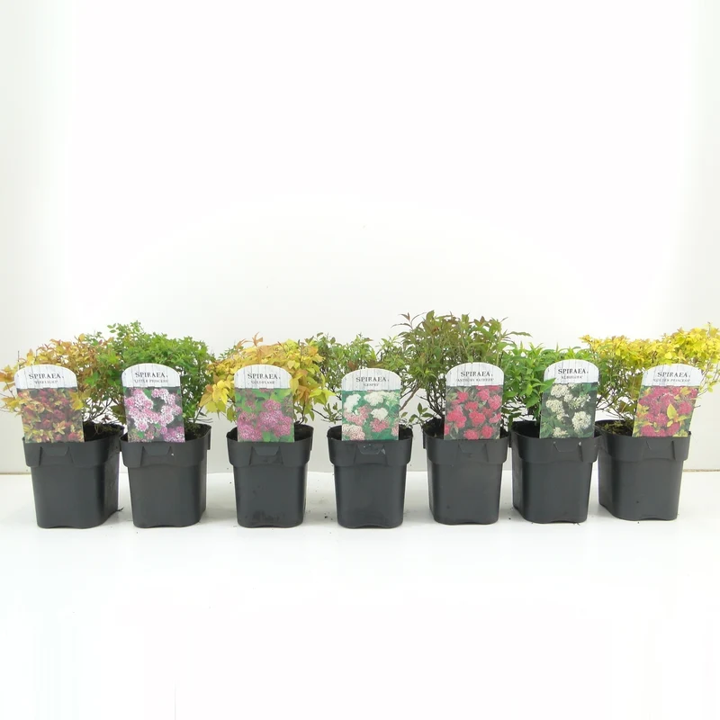 Spiraea japonica 'Golden Princess' C2 (2 liters kruka)