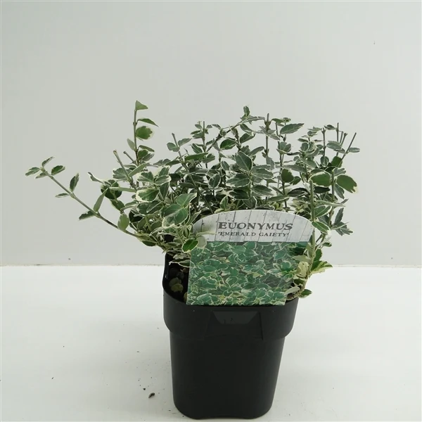 Euonymus fortunei 'Emerald Gaiety' C2 (2 liters kruka)