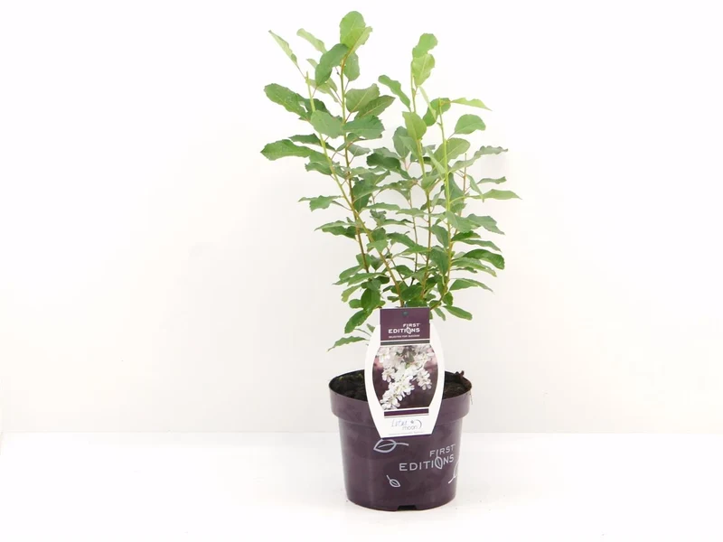 Exochorda macr. 'Lotus Moon' C3 (3 liters kruka) / 19 cm kruka