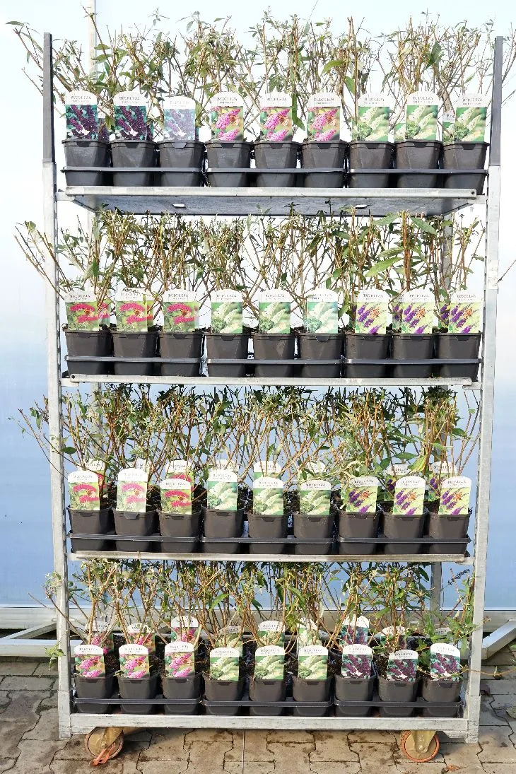 Buddleja davidii i sorter C2 (2 liters kruka)