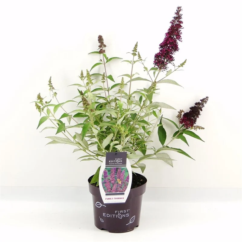 Buddleja d. 'Funky Fuchsia'® C3 (3 liters kruka)