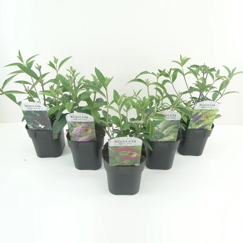 Buddleja d. 'Royal Red' C2 (2 liters kruka)