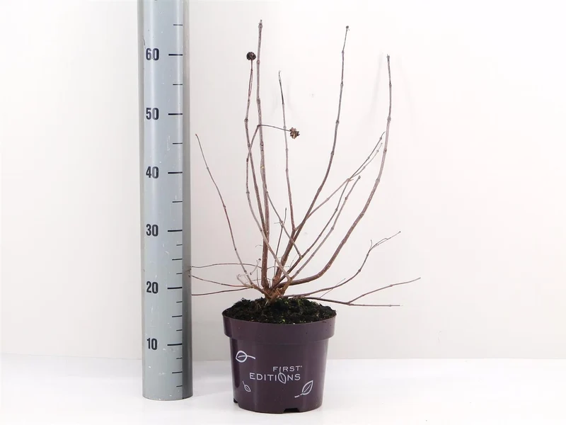 Cephalanthus occidentalis 'Fiber Optics' C3 (3 liters kruka) / 19 cm kruka