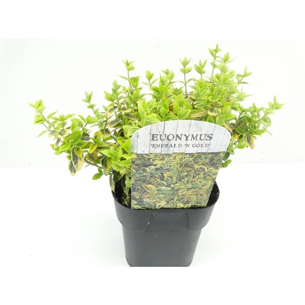Euonymus fort. 'Emerald 'n 'Gold' C2 (2 liters kruka)