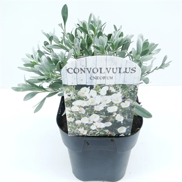 Convolvulus cneorum C2 (2 liters kruka / 17 cm kruka)