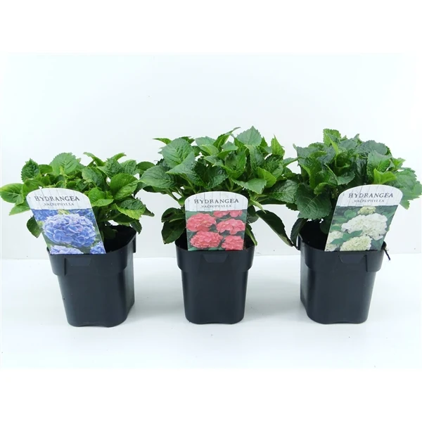 Hydrangea m. (röd) C2 (2 liters kruka)
