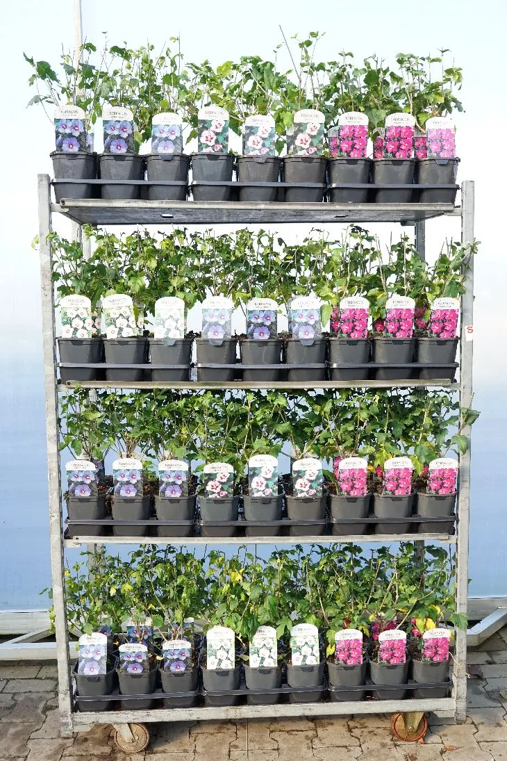 Syrisk ros (Hibiscus syriacus) i olika sorter - C2 (2 liters kruka) / 17 cm kruka