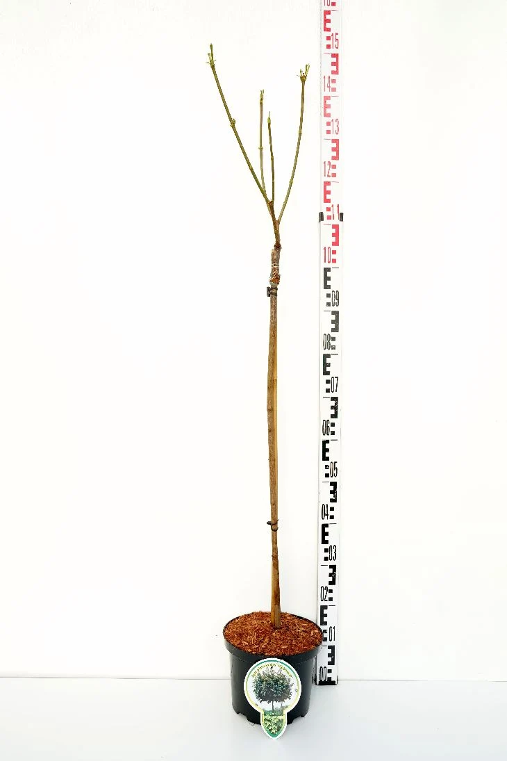 Acer platanoides 'Globosum' 80 cm stam C5 (5 liters kruka) / 23 cm kruka